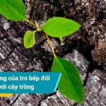 Tro bếp và tác động tiêu cực đến cây trồng