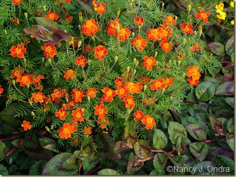 Tagetes Starfire Persicaria capitata Sept 23 05