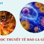 Robert Hooke là người đầu tiên quan sát tế bào dưới kính hiển vi