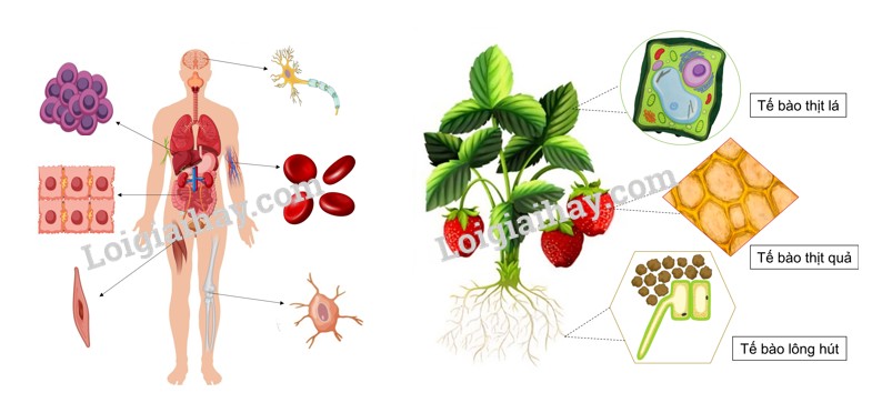 Tế bào cấu tạo nên mọi cơ thể sống