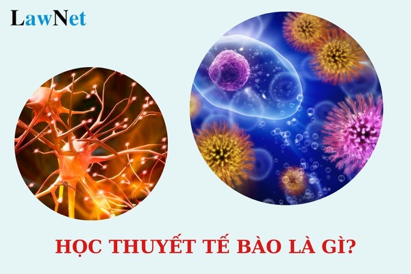 Robert Hooke là người đầu tiên quan sát tế bào dưới kính hiển vi