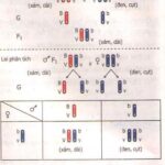 Ruồi giấm Drosophila melanogaster