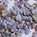 Trứng tằm với kích thước nhỏ bé