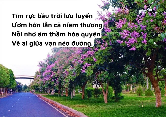 Hoa bằng lăng tím trong thơ sáu chữ
