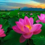 Các bài thơ đường luật lớp 9