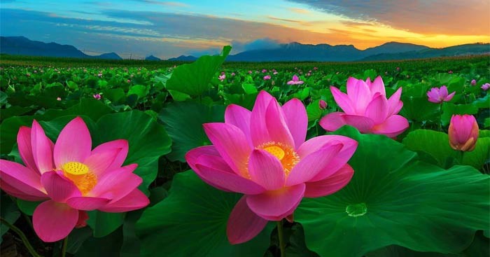 Các bài thơ đường luật lớp 9