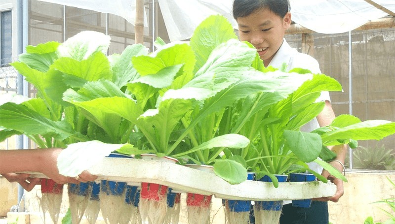 Rau sạch sinh trưởng tự nhiên bằng phương pháp thủy canh trong thùng xốp