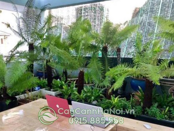 Cây dương xỉ cảnh trang trí nội thất
