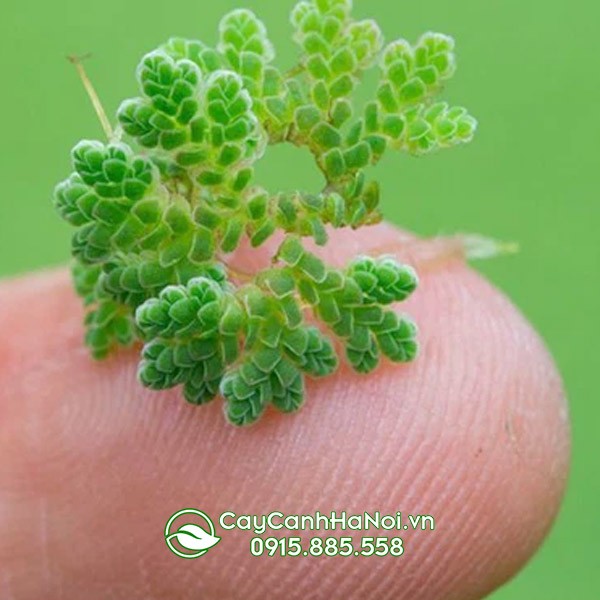 Cây dương xỉ lá nhỏ trang trí bàn làm việc