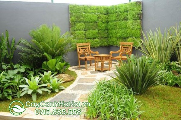 Tiểu cảnh dương xỉ trang trí sân vườn
