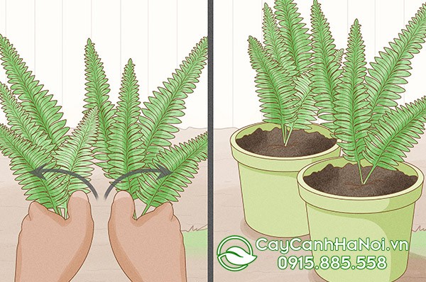 Cách trồng cây dương xỉ trong chậu