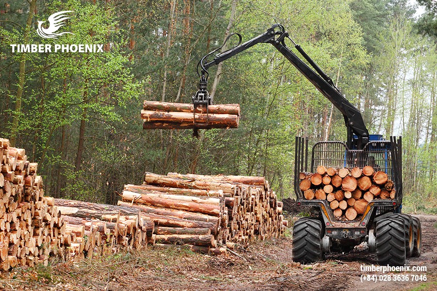 Trồng rừng bằng các giống cây chất lượng cao