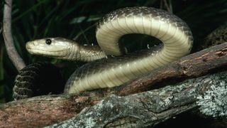 Rắn mamba đen trên cành cây, phô trương vẻ đẹp chết chóc