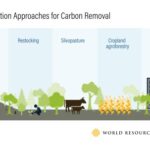 Trồng cây xanh là một giải pháp hiệu quả để hấp thụ CO2 từ khí quyển, làm giảm hiệu ứng nhà kính và biến đổi khí hậu