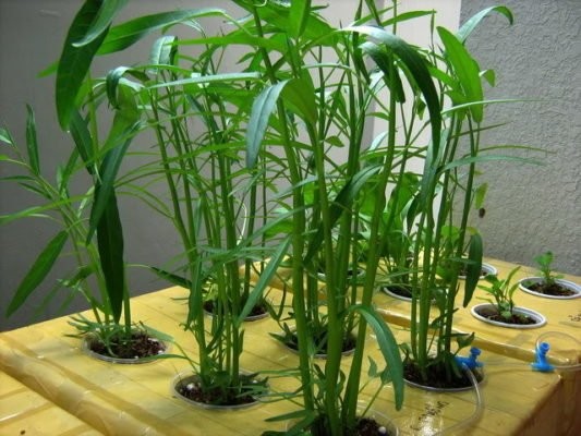 Trồng rau muống thủy canh thùng xốp tại nhà, đơn giản, hiệu quả