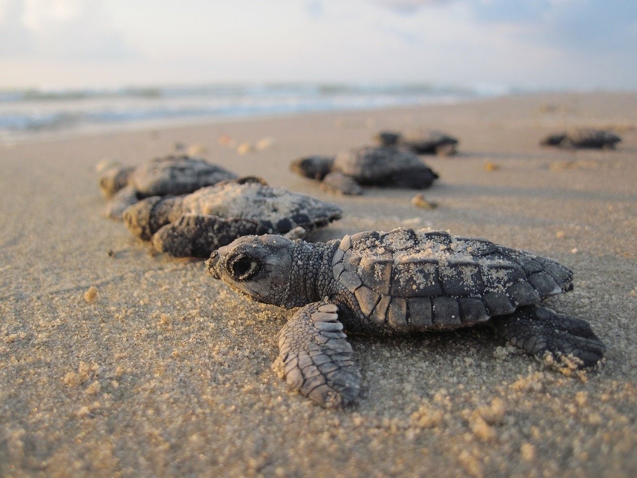 Rùa Olive Ridley đang tiến ra biển