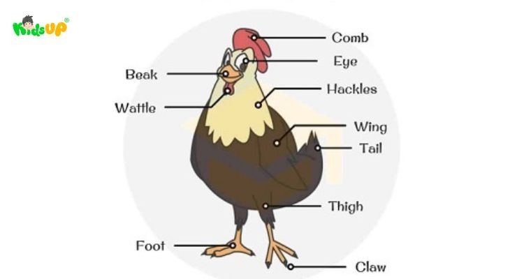 Hình ảnh một chú gà trống Leghorn với bộ lông trắng muốt và dáng vẻ oai vệ, thể hiện vẻ đẹp đặc trưng của giống gà này.