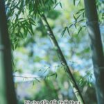 nguoi-that-tha