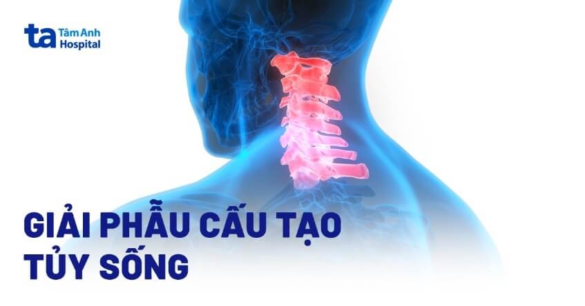 tủy sống nằm trong cột sống