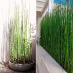 Cây thiên trúc với dáng vẻ thanh mảnh