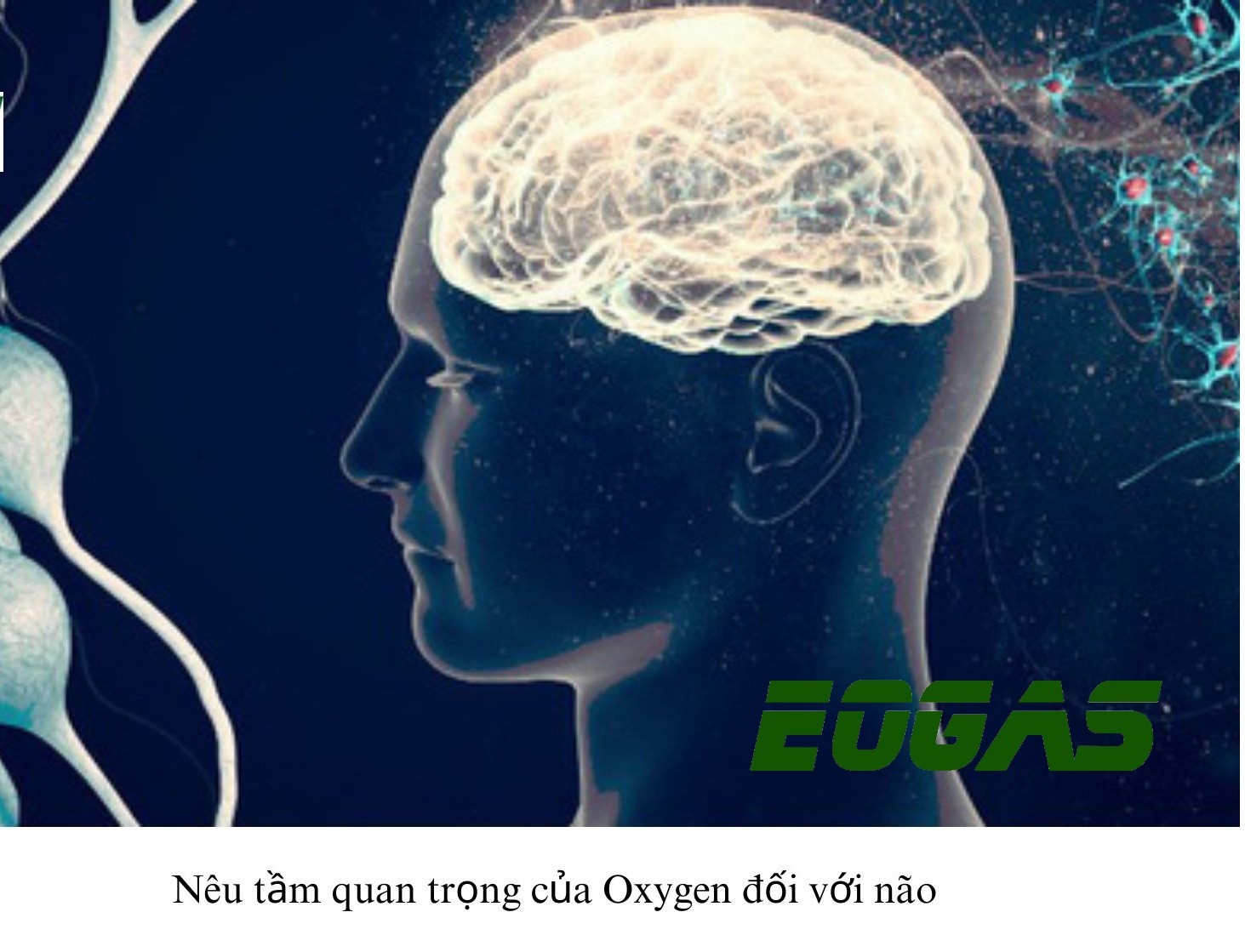 Tác động của oxygen đến các cơ quan quan trọng