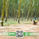 Địa hình đất đỏ bazan màu mỡ tại Đông Nam Bộ thích hợp trồng cây cao su