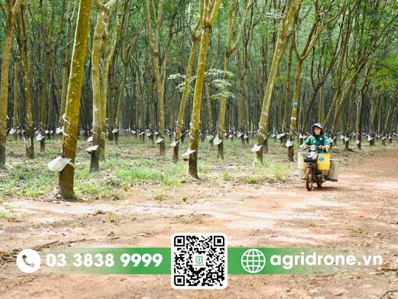Địa hình đất đỏ bazan màu mỡ tại Đông Nam Bộ thích hợp trồng cây cao su