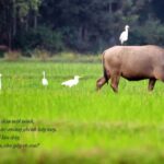 Con cò trắng lội ruộng kiếm ăn, hình ảnh quen thuộc trong ca dao Việt Nam