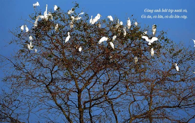 Hình ảnh con cò bay lả bay la trên đồng lúa chín vàng