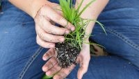 Hai bàn tay đang cầm một cái cây nhỏ, sẵn sàng để trồng xuống đất