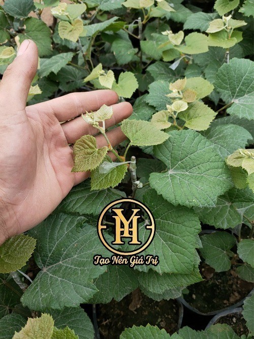 Vườn ươm giống nho kẹo 126