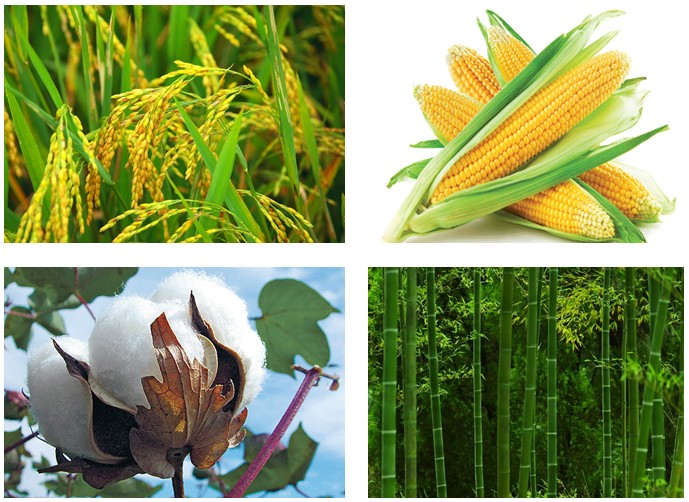 Ứng dụng của (C6H10O5)n trong đời sống