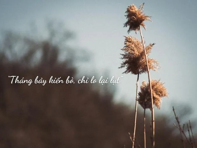 Đồng ruộng ngày mùa