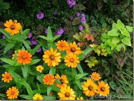 Zinnia Profusion Orange Aster Wood