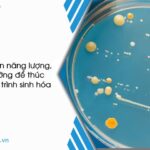 Vi sinh vật cần năng lượng và chất dinh dưỡng đa lượng để phát triển