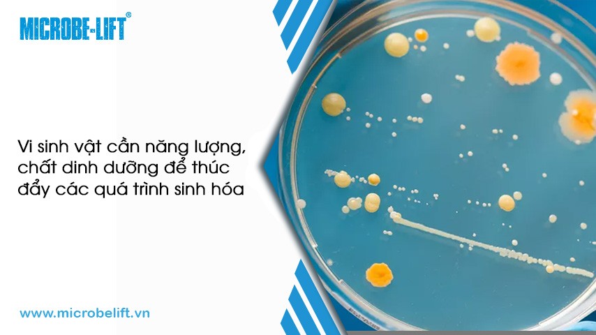 Vi sinh vật cần năng lượng và chất dinh dưỡng đa lượng để phát triển