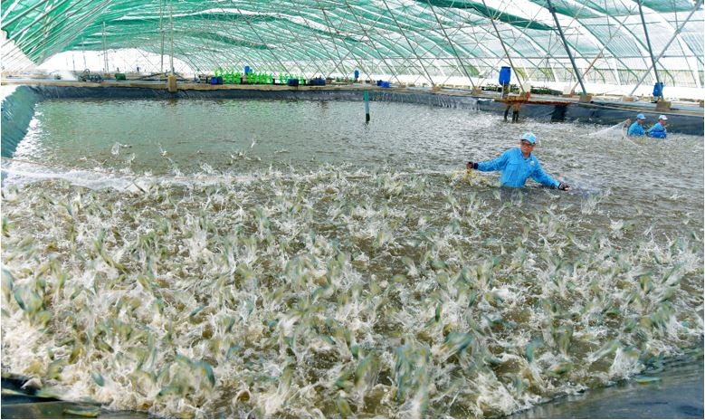 Diện tích nuôi tôm ngày càng tăng