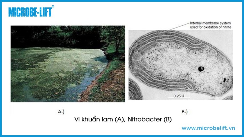Vi khuẩn lam (Cyanobacteria) và Nitrobacter