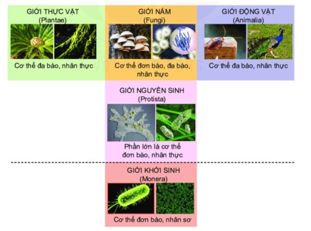 Phân loại sinh vật