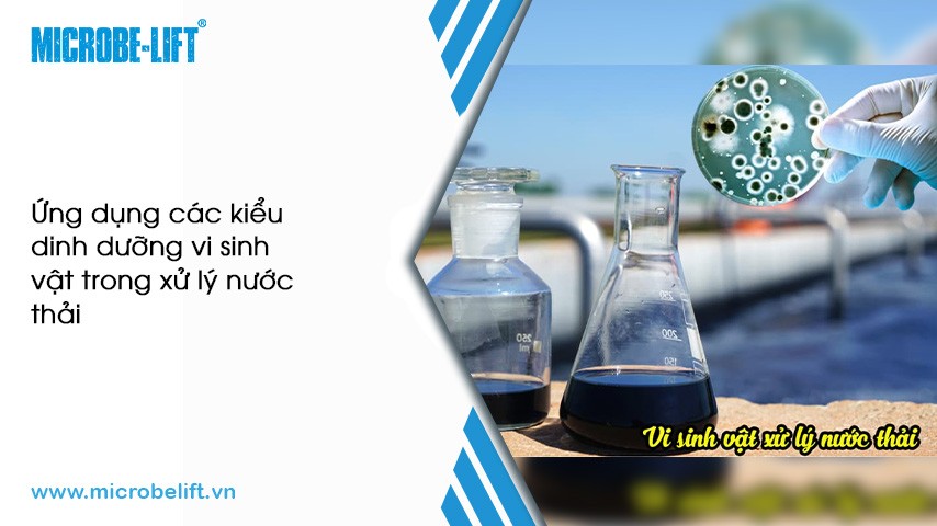 Ứng dụng các kiểu dinh dưỡng vi sinh vật trong xử lý nước thải