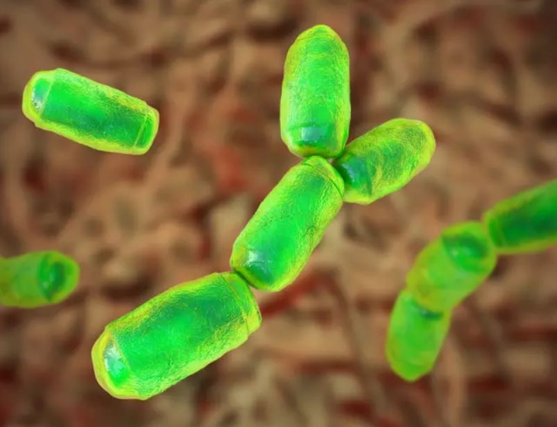 Vi khuẩn E. coli là đại diện tiêu biểu của giới Khởi Sinh (Monera).