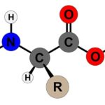 Định nghĩa amino axit - amino axit là gì