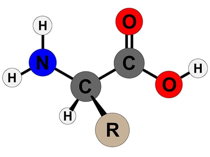 Định nghĩa amino axit - amino axit là gì