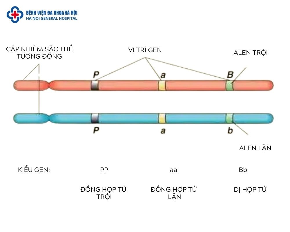 Dá»‹ Há»£p Tá»« lÃ GÃ¬?