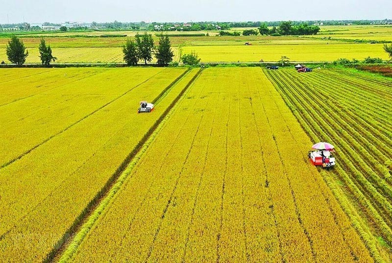 Sào ruộng là gì