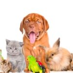 Con chó là vật nuôi trung thành của con người