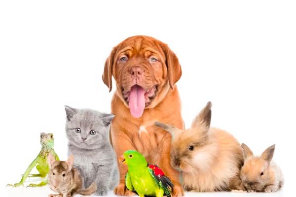 Con chó là vật nuôi trung thành của con người