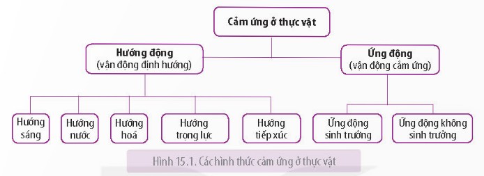 Cảm ứng ở thực vật