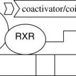 cấu trúc peroxisome