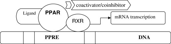 cấu trúc peroxisome
